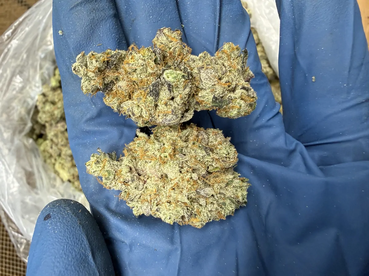 Gmo Flower