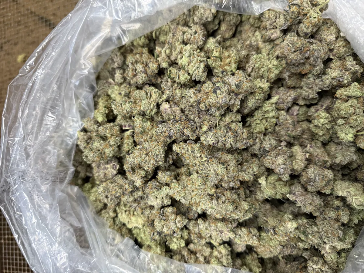 Gmo Flower