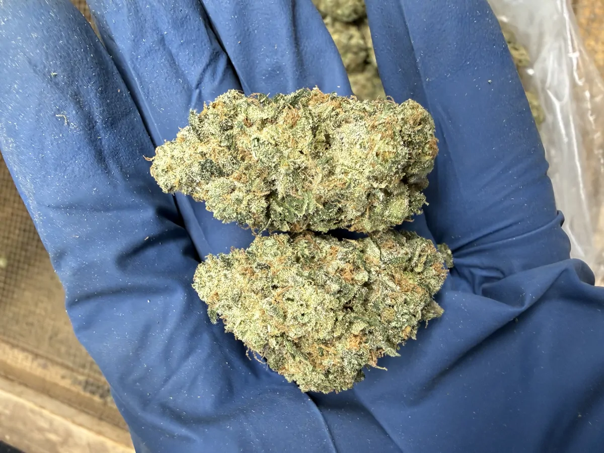 Illemonati Flower