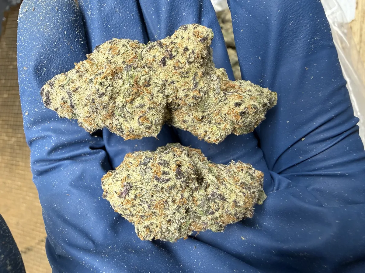 Oreoz Flower