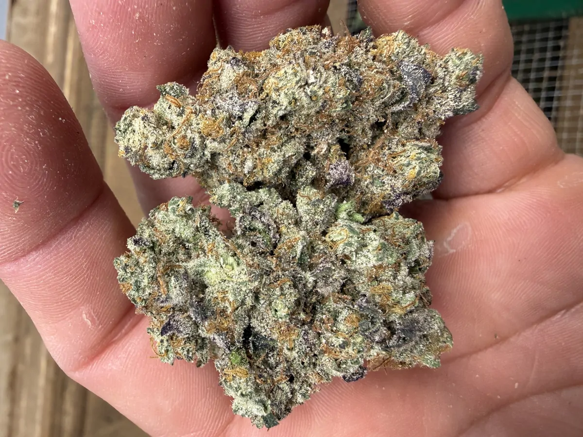 Gmo Flower