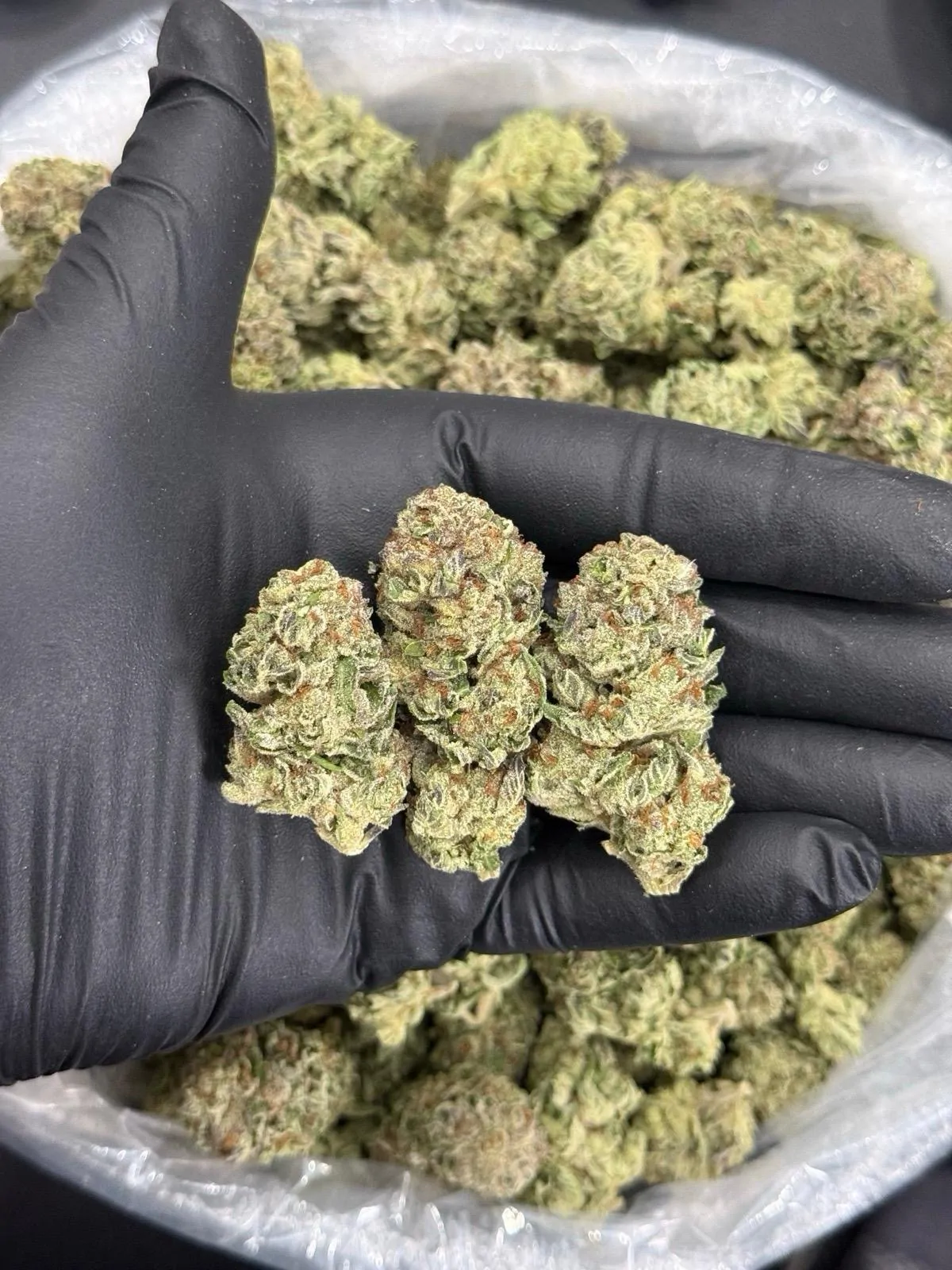 Gmo Flower