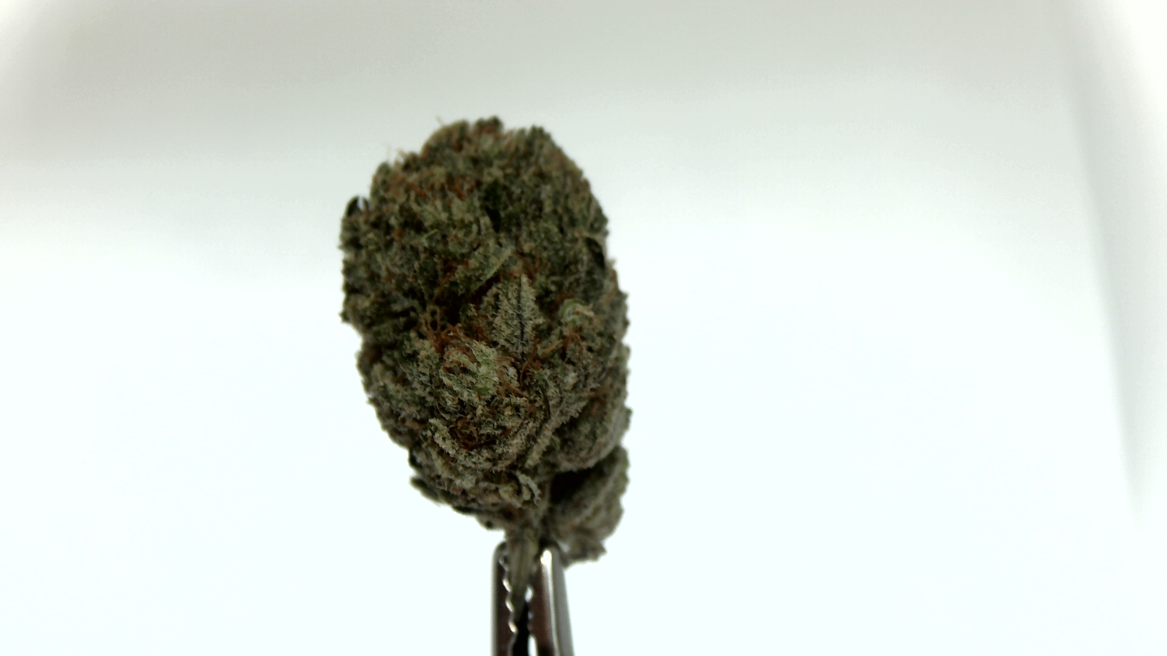 Jack Herer LD