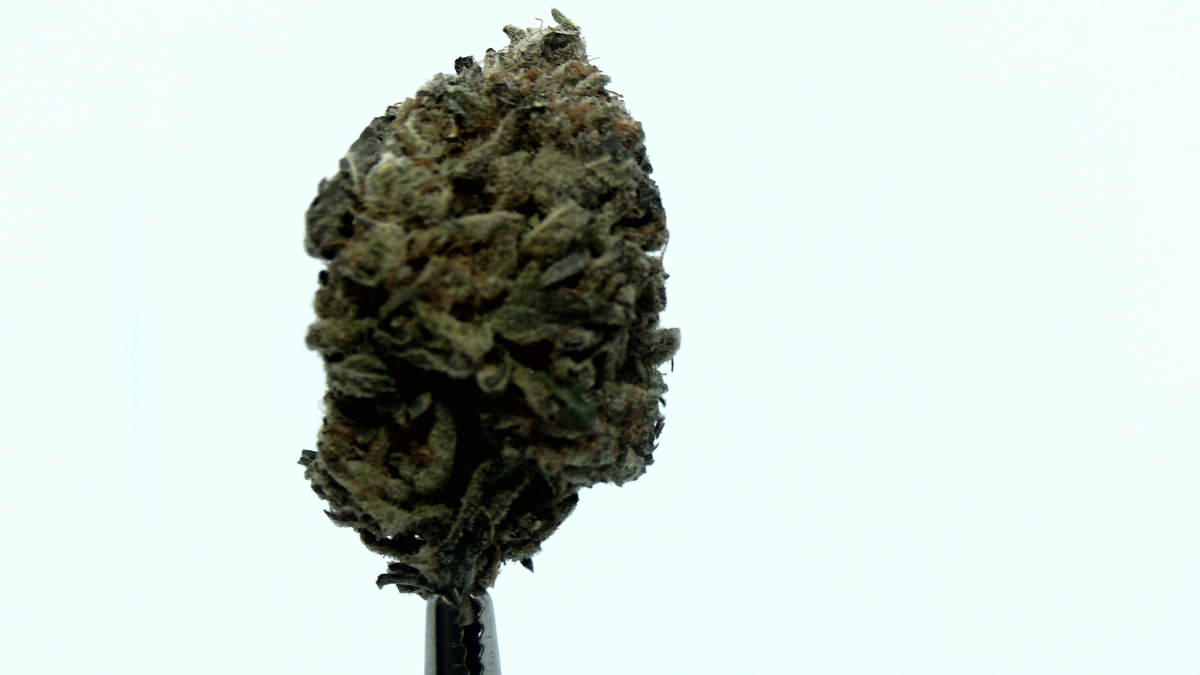Green Crack