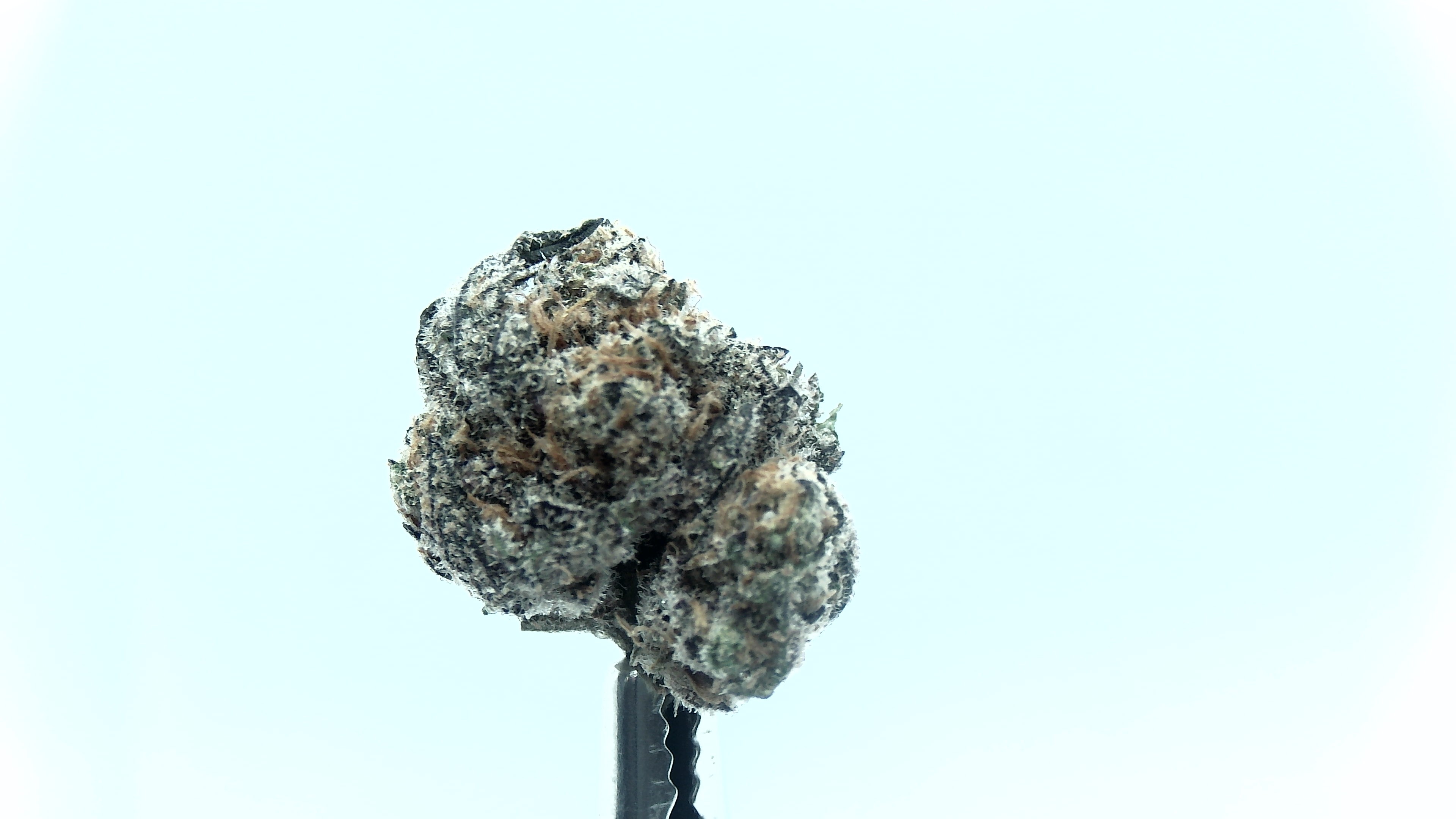 Blue Meringue